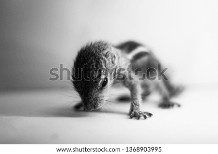 Baby Squirrel in Black and white