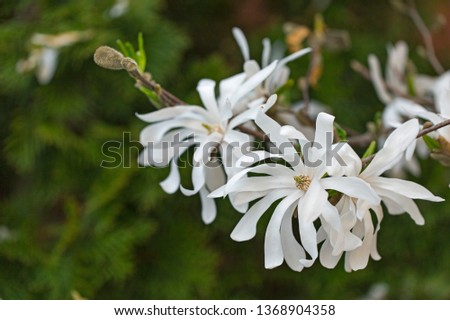 
Magnolia stellata tree in bloom in an early spring. Blooming star magnolia (magnolia stellata).