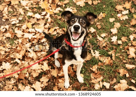 Beautiful dog with collar in autumn park