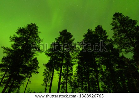 Northern light in taiga forest of Finland.