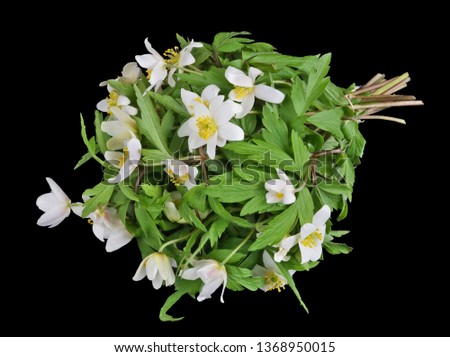 Bouquet from gentle  first forest springs white snowdrops  flowers lie on table. Isolated  on black studio macro