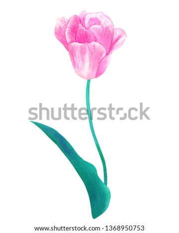 Pink tulip on stem with green leaf in pastel colors. Hand drawn watercolor illustration. Isolated on white background.