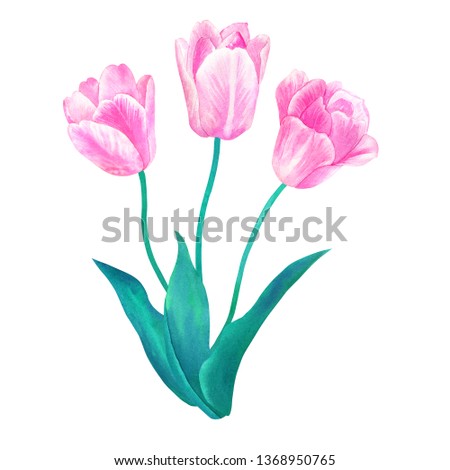 Bouquet of three pink tulips with green leaves in pastel colors. Hand drawn watercolor illustration. Isolated on white background.