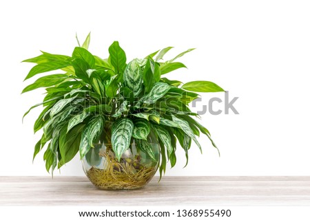 bunch of green houseplant cuttings, Aglaonema, rooting and growing in a large glass vase Royalty-Free Stock Photo #1368955490