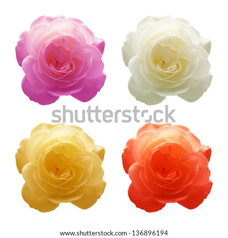 Four roses in four different colors. White, red, yellow and violet.