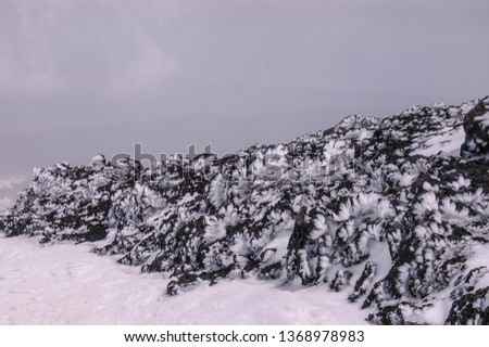Snow and winter frost with free space in the national park