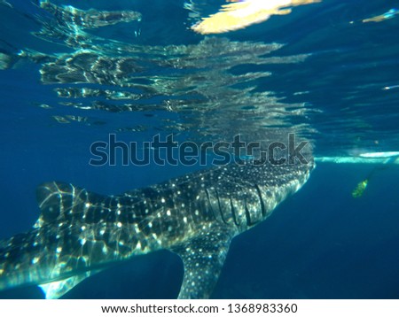Gigantic Whale Shark Watching in Philippines, Oslob Cebu Island