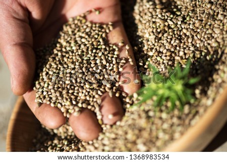 Farmer hand with Hemp seeds. Wooden bowl of cannabis hemp seeds.  Royalty-Free Stock Photo #1368983534