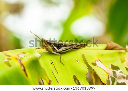 A grasshopper lives on a banana leaf
