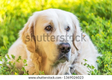 Head Shot of a Handsome White Golden Retriever with Green Yellow Background