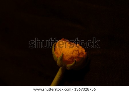 Ranunculus flower and plants in front of black background