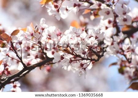 Spring blossom, Spring background. Cherry tree blossom into the sun