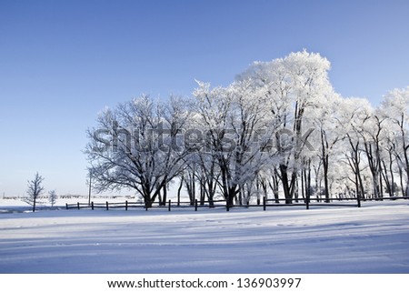 Trees coated with snow