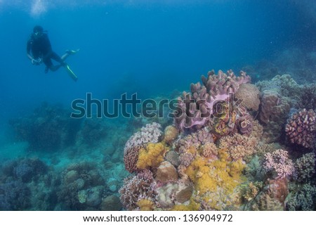 Scuba diver take photo corolful coral