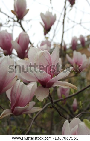 Magnolia blossom tree, spring pink flower plant in bloom, Magnolia blossom