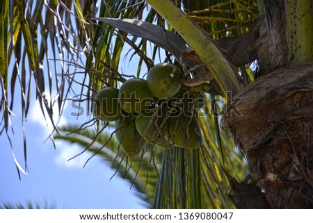 Coconut Tropical Delight