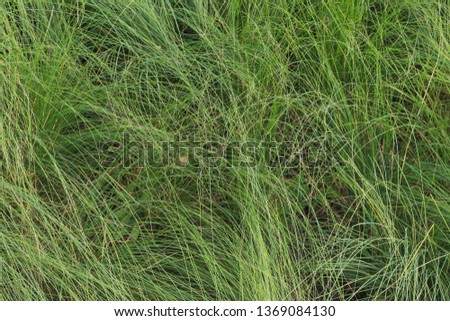 Green tangle grass background unique abstract