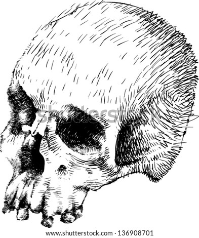 Vector skull artwork