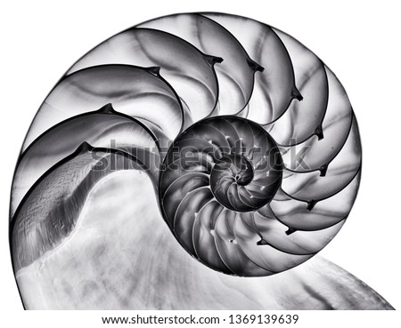 Detailed photo of a halved backlit  shell of a chambered nautilus (Nautilus pompilius) isolated on white. Contrasty black and white Royalty-Free Stock Photo #1369139639