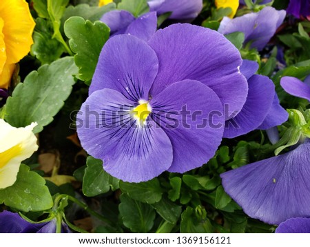purple pansy flower in a garden in winter season 