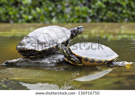 Tortoises on stone