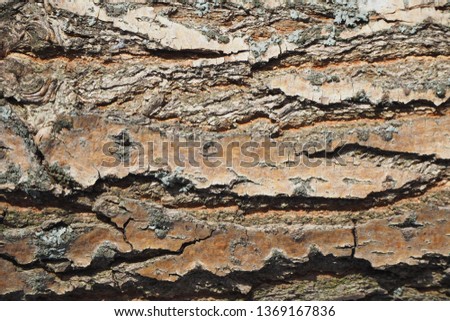 Poplar bark texture with fragments of lichen