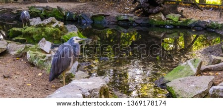 white faced heron standing at the water side, tropical coastal bird from Australia