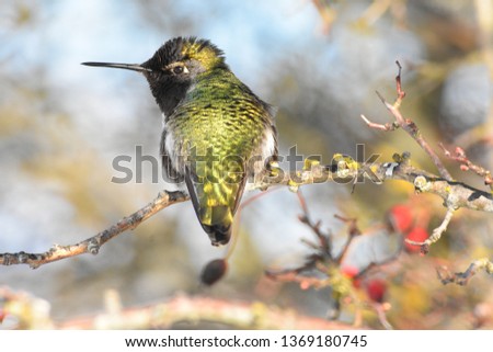 Stock Photo Close Up Hummingbird on Branch in Nature