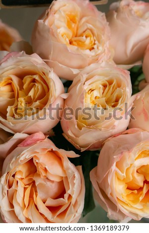 White and coral roses background