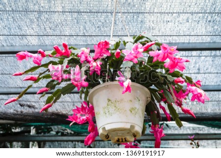 Pink blossom Epiphyllum cactus flower