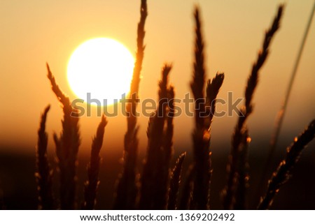spikelet of grass against the background of the red sun