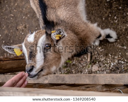 portrait of an amazing baby goat, smelling on a female hand
