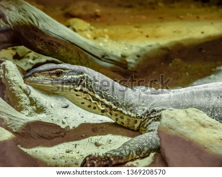 picture of amazing giant reptile lizard sitting in captivity on sand between rocks and tree branches
