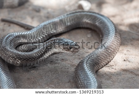Brown slick snake in the sand