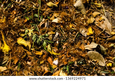 Dried leaves on ground texture