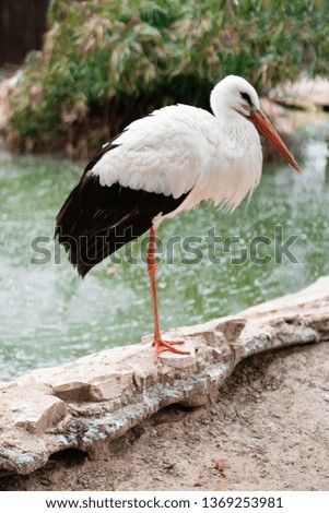 European White stork (Ciconia ciconia)