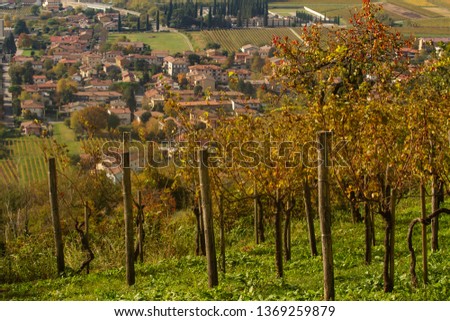 Vineyards in autumn (Italy)