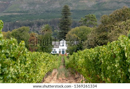 Cape Dutch style farm building at Groot Constantia, Cape Town, South Africa, with vineyard in the foreground and mountains in the background.  Royalty-Free Stock Photo #1369261334