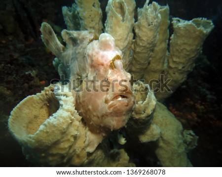  Underwater world -  Antennarius commerson - Giant frogfish. Lembeh Strait, Indonesia.                             