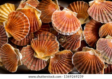 An over head view of twenty scallop shells with scallops inside stacked together in a metal tray Royalty-Free Stock Photo #1369269239