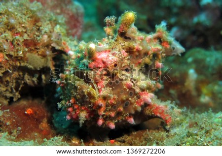 Underwater world - Warty frogfish - Antennarius maculatus. Bali, Tulamben,  Indonesia.                               