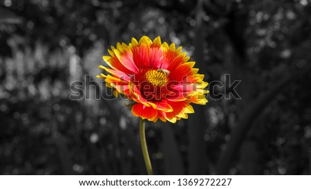 bee on flower, black and white background