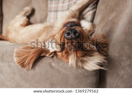 Golden Cocker Spaniel dog laying upside down on a sofa