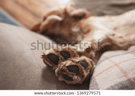 Golden Cocker Spaniel dog laying down on a sofa with his paws up