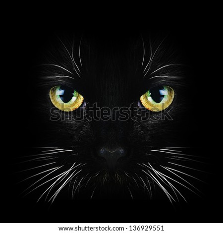Close up portrait of  black cat