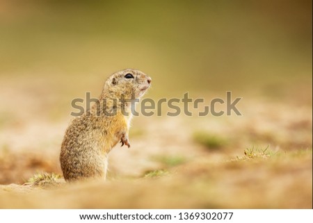 nice posing European ground squirrel (Spermophilus citellus) close up