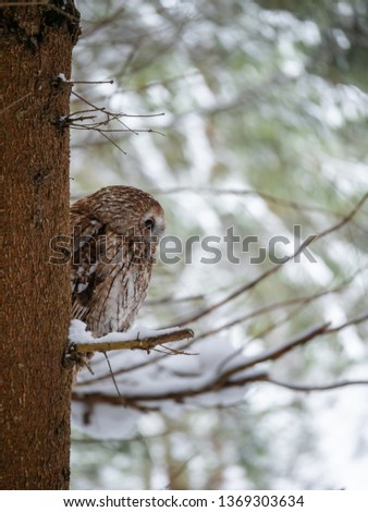 Tawny owl (Strix aluco) in snowy forest. Tawny owl sits on tree. Tawny owl and winter background.