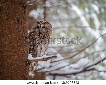 Tawny owl (Strix aluco) in snowy forest. Tawny owl sits on tree. Tawny owl and winter background.