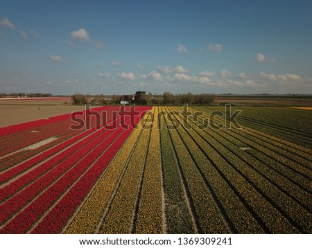 Drone shot of the beautiful flower fields in the Netherlands