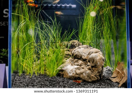 Aquarium with rubber bottom and algae with fish in it